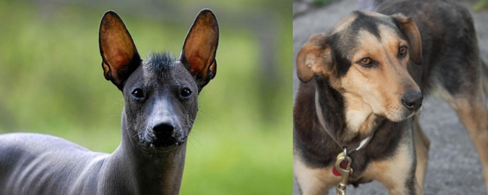 Huntaway vs Mexican Hairless - Breed Comparison