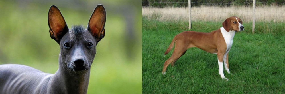 Hygenhund vs Mexican Hairless - Breed Comparison