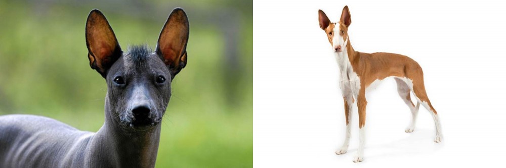Ibizan Hound vs Mexican Hairless - Breed Comparison
