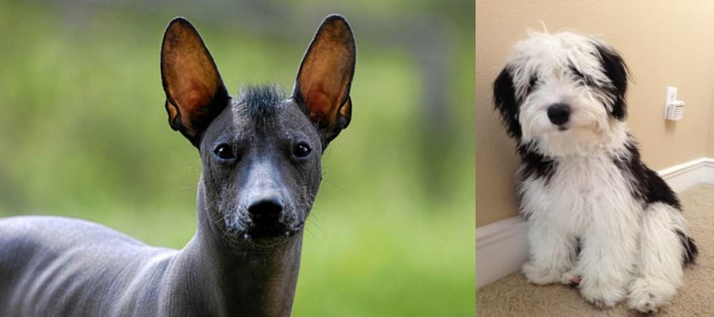Mini Sheepadoodles vs Mexican Hairless - Breed Comparison