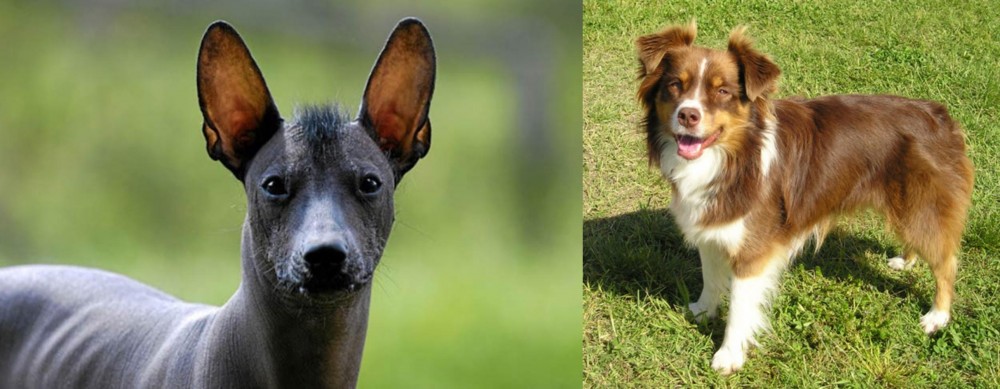 Miniature Australian Shepherd vs Mexican Hairless - Breed Comparison