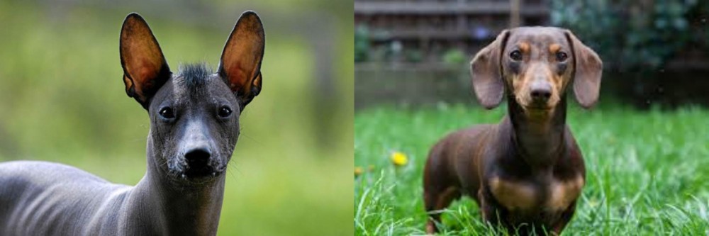 Miniature Dachshund vs Mexican Hairless - Breed Comparison
