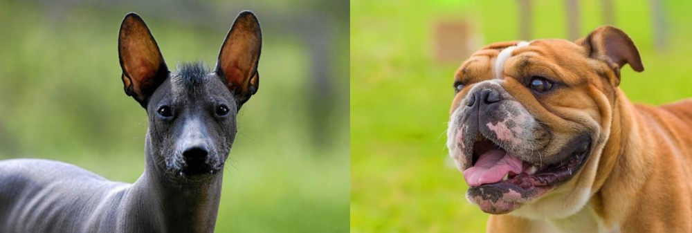 Miniature English Bulldog vs Mexican Hairless - Breed Comparison
