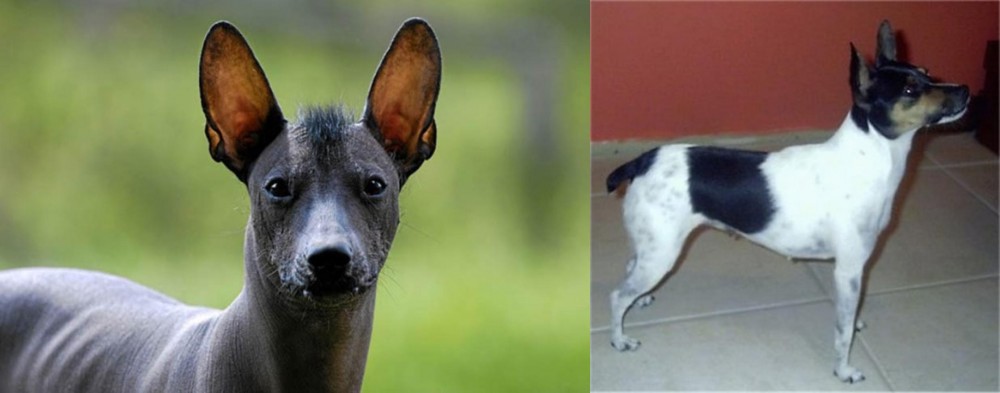 Miniature Fox Terrier vs Mexican Hairless - Breed Comparison