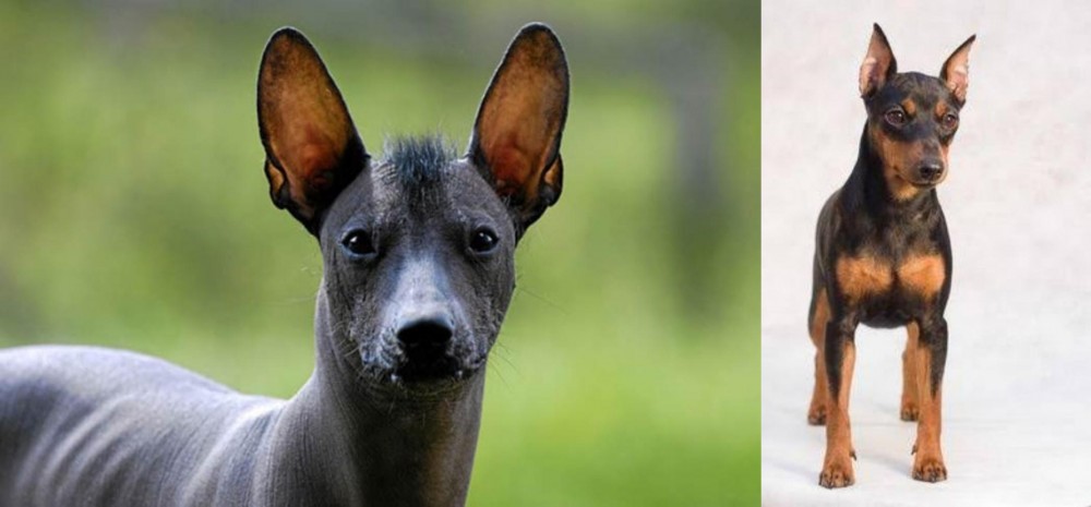 Miniature Pinscher vs Mexican Hairless - Breed Comparison