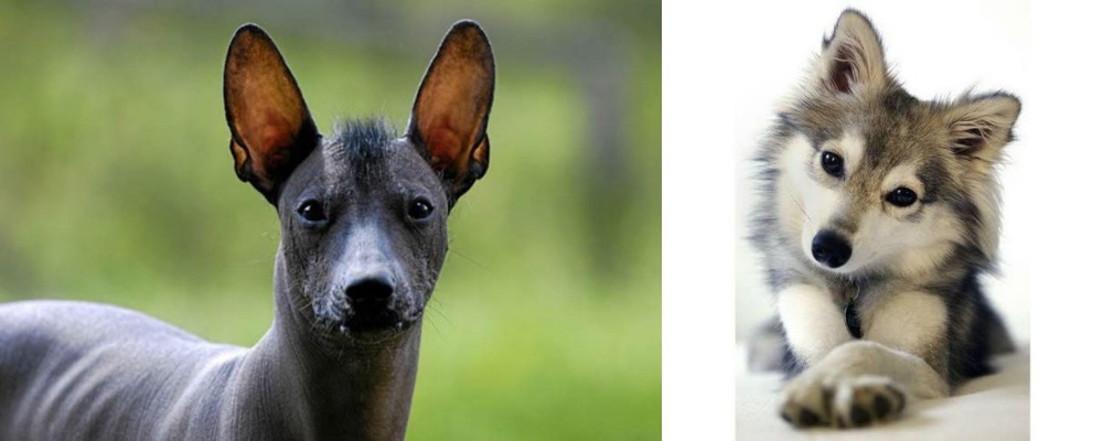 Miniature Siberian Husky vs Mexican Hairless - Breed Comparison