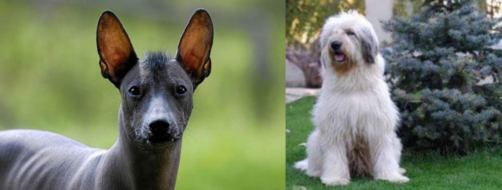 Mioritic Sheepdog vs Mexican Hairless - Breed Comparison