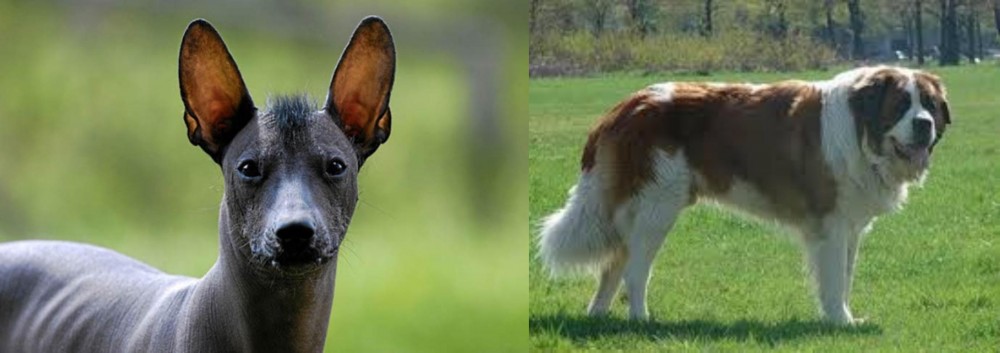 Moscow Watchdog vs Mexican Hairless - Breed Comparison