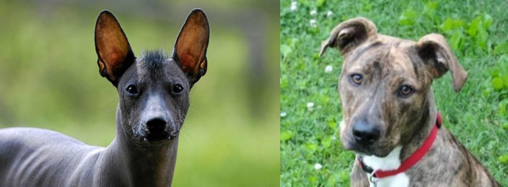 Mountain Cur vs Mexican Hairless - Breed Comparison