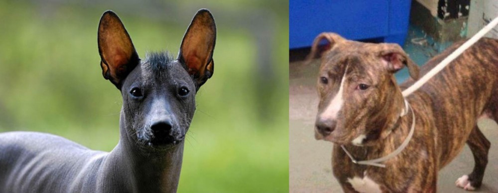 Mountain View Cur vs Mexican Hairless - Breed Comparison
