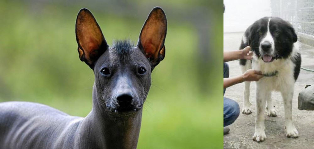 Mucuchies vs Mexican Hairless - Breed Comparison