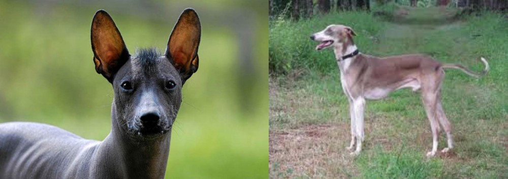 Mudhol Hound vs Mexican Hairless - Breed Comparison