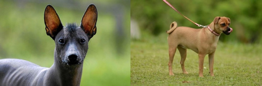 Muggin vs Mexican Hairless - Breed Comparison