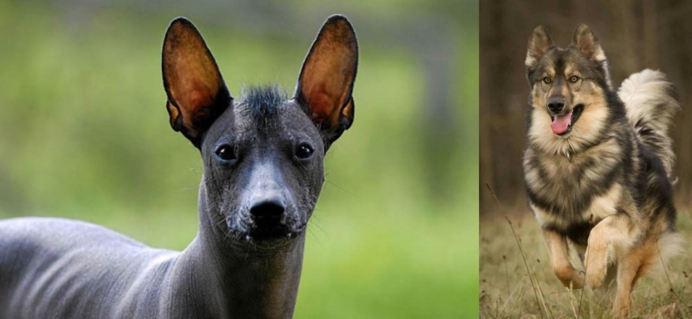 Native American Indian Dog vs Mexican Hairless - Breed Comparison