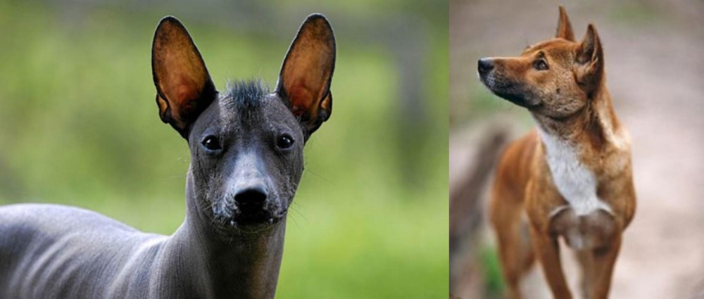 New Guinea Singing Dog vs Mexican Hairless - Breed Comparison