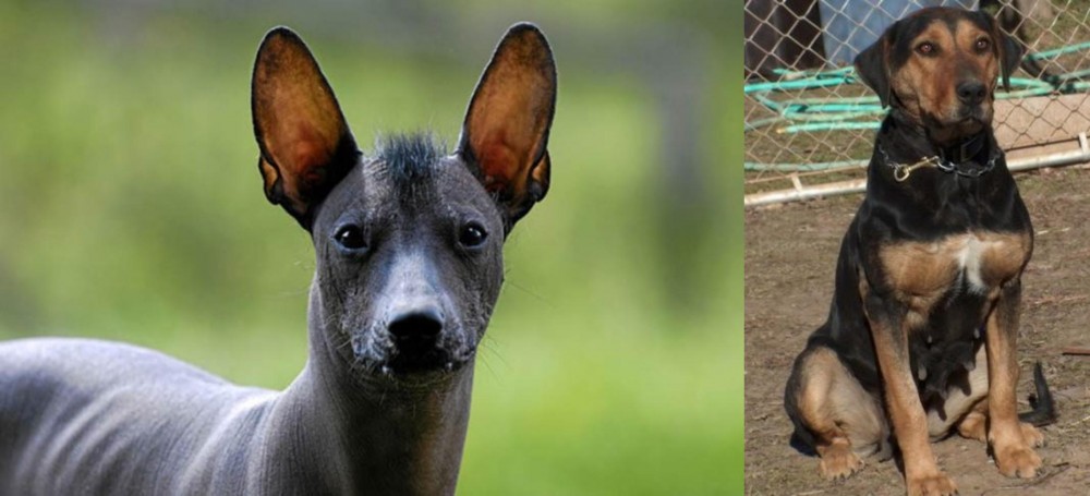 New Zealand Huntaway vs Mexican Hairless - Breed Comparison