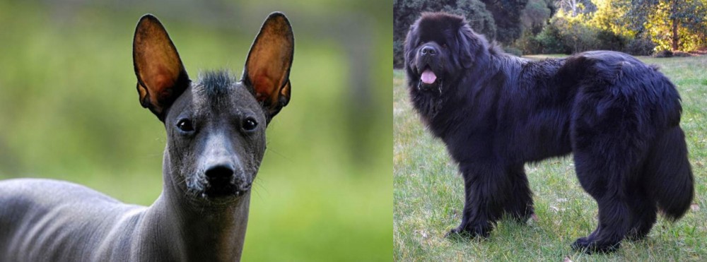 Newfoundland Dog vs Mexican Hairless - Breed Comparison