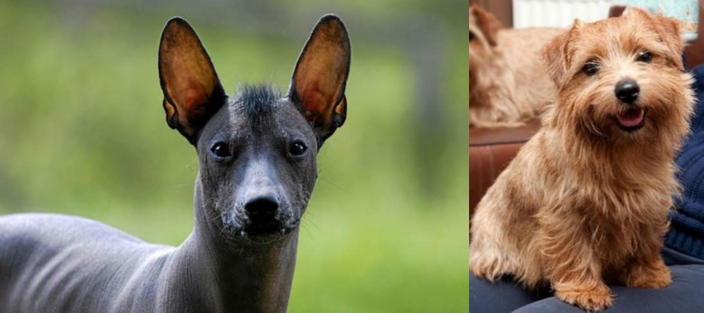Norfolk Terrier vs Mexican Hairless - Breed Comparison