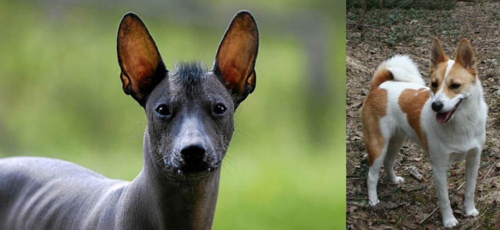 Norrbottenspets vs Mexican Hairless - Breed Comparison