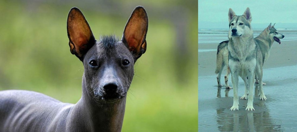 Northern Inuit Dog vs Mexican Hairless - Breed Comparison