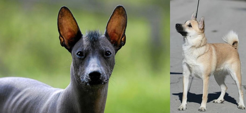 Norwegian Buhund vs Mexican Hairless - Breed Comparison