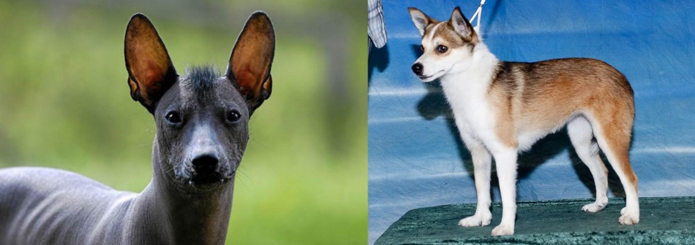 Norwegian Lundehund vs Mexican Hairless - Breed Comparison