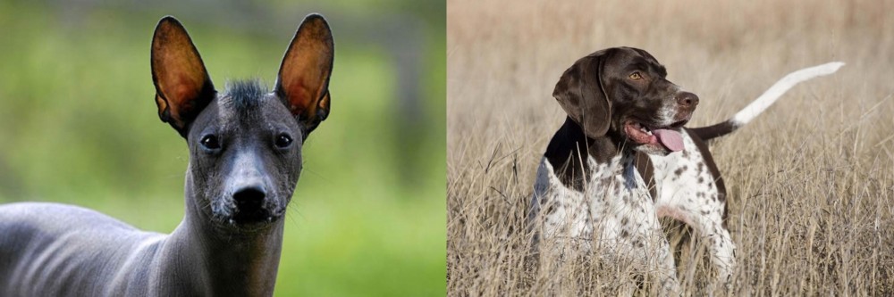Old Danish Pointer vs Mexican Hairless - Breed Comparison