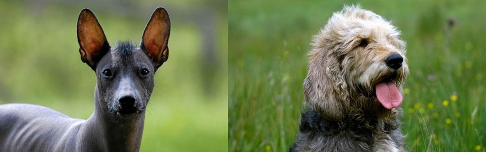 Otterhound vs Mexican Hairless - Breed Comparison