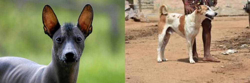 Pandikona vs Mexican Hairless - Breed Comparison