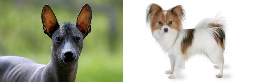 Papillon vs Mexican Hairless - Breed Comparison