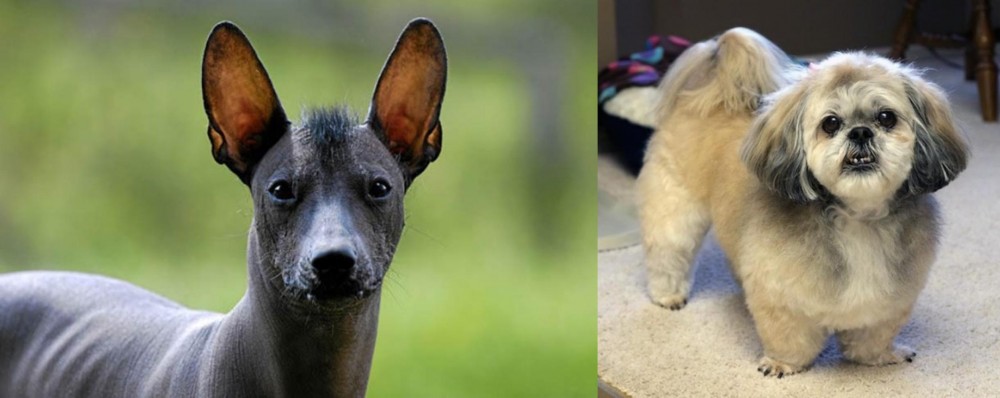 PekePoo vs Mexican Hairless - Breed Comparison