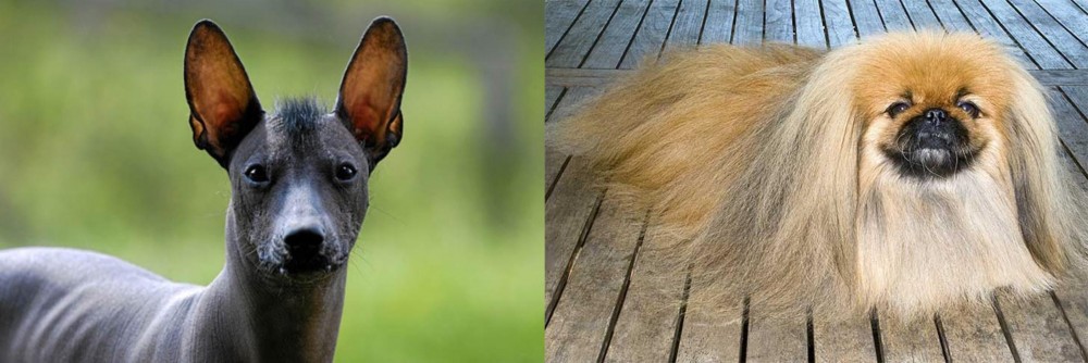Pekingese vs Mexican Hairless - Breed Comparison