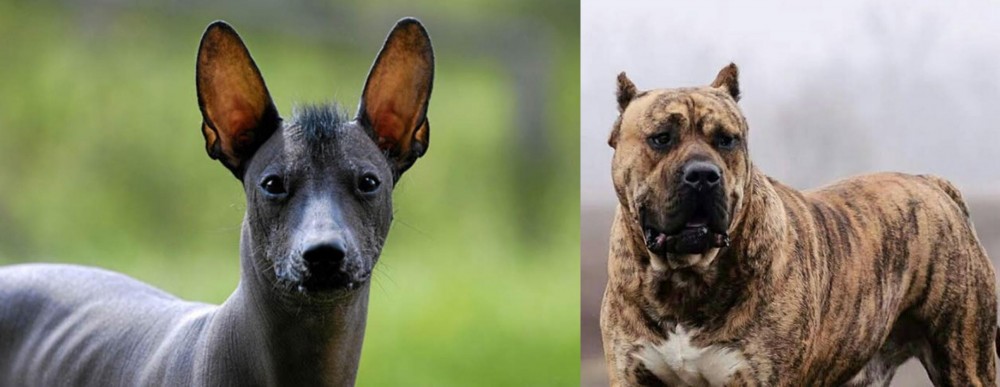 Perro de Presa Canario vs Mexican Hairless - Breed Comparison