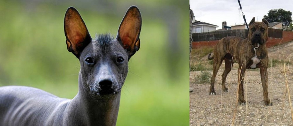 Perro de Toro vs Mexican Hairless - Breed Comparison