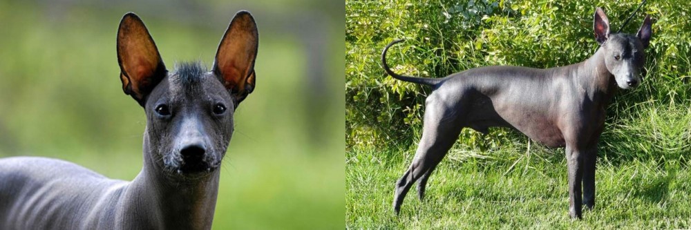 Peruvian Hairless vs Mexican Hairless - Breed Comparison
