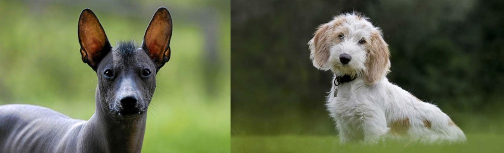 Petit Basset Griffon Vendeen vs Mexican Hairless - Breed Comparison