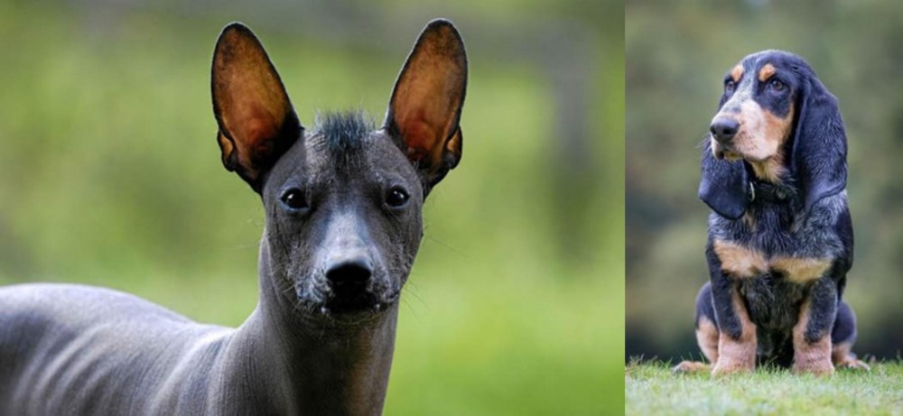 Petit Bleu de Gascogne vs Mexican Hairless - Breed Comparison