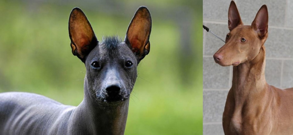 Pharaoh Hound vs Mexican Hairless - Breed Comparison
