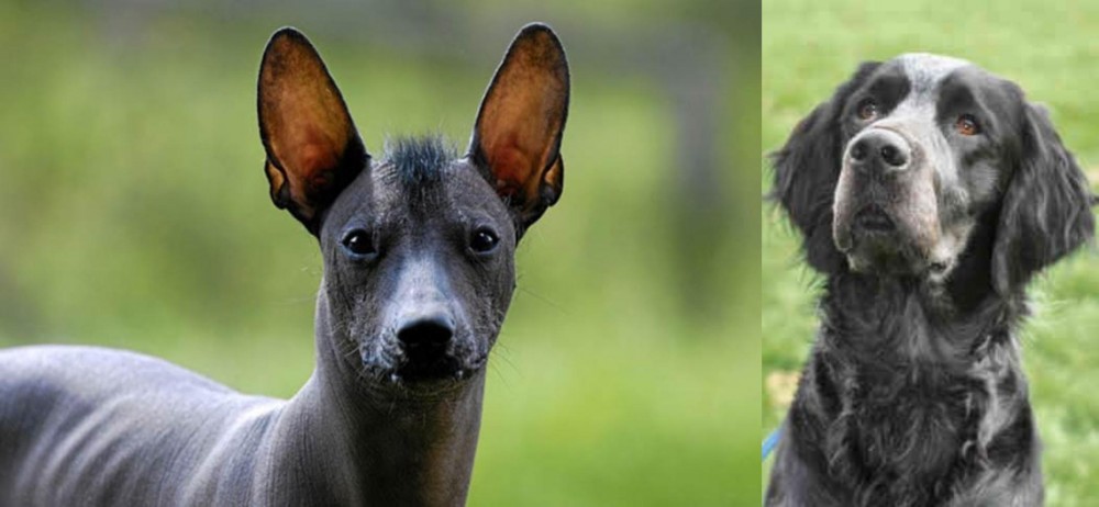 Picardy Spaniel vs Mexican Hairless - Breed Comparison