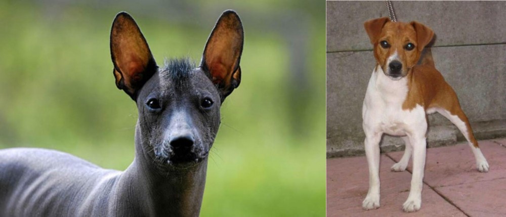Plummer Terrier vs Mexican Hairless - Breed Comparison