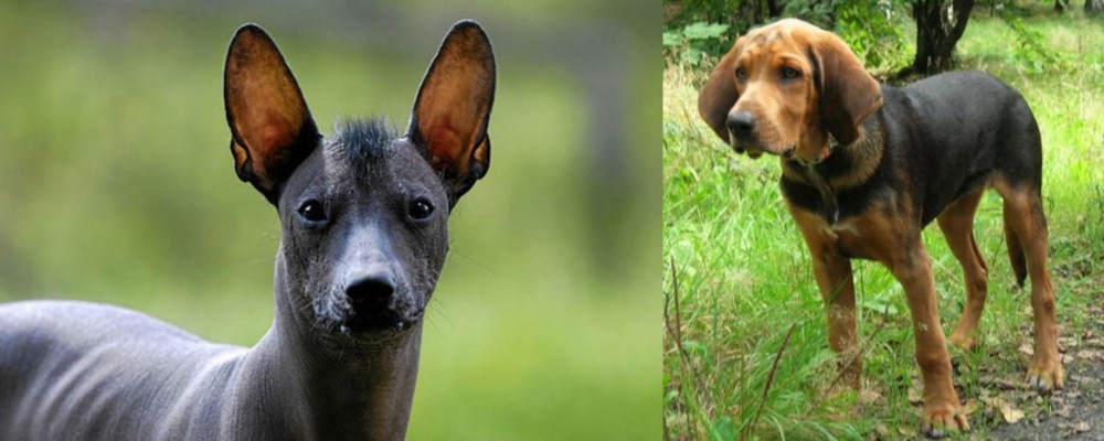 Polish Hound vs Mexican Hairless - Breed Comparison