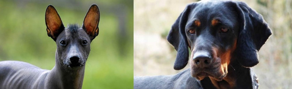 Polish Hunting Dog vs Mexican Hairless - Breed Comparison