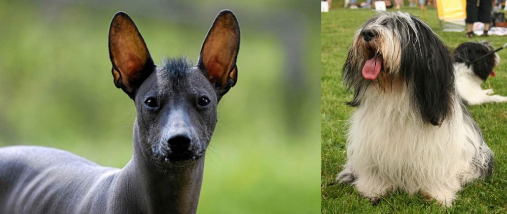 Polish Lowland Sheepdog vs Mexican Hairless - Breed Comparison