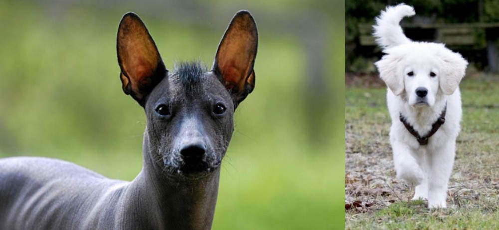 Polish Tatra Sheepdog vs Mexican Hairless - Breed Comparison