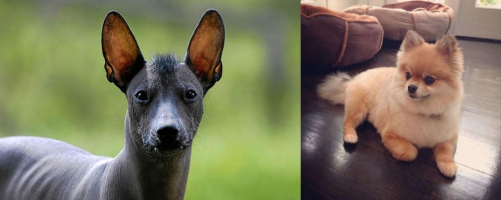 Pomeranian vs Mexican Hairless - Breed Comparison