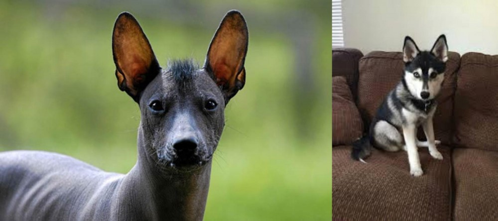 Pomsky vs Mexican Hairless - Breed Comparison