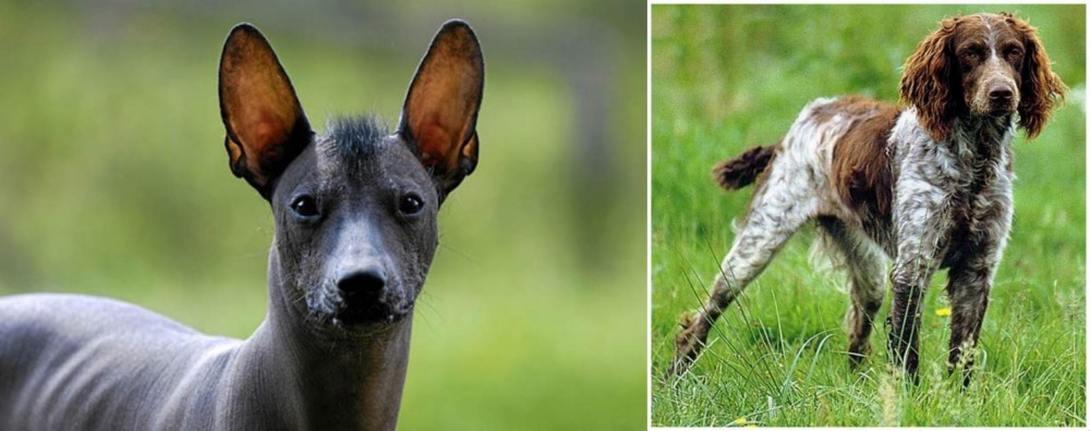 Pont-Audemer Spaniel vs Mexican Hairless - Breed Comparison