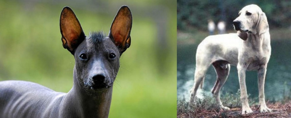 Porcelaine vs Mexican Hairless - Breed Comparison