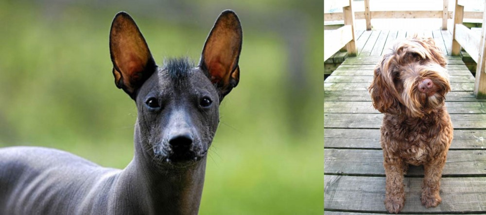 Portuguese Water Dog vs Mexican Hairless - Breed Comparison