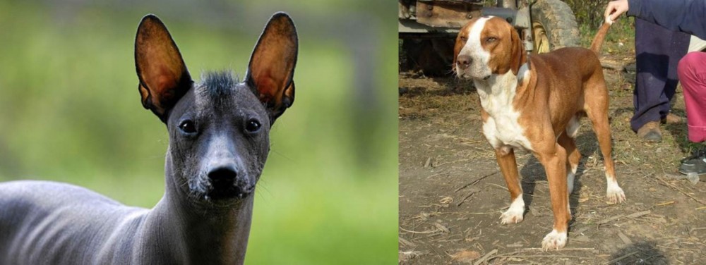 Posavac Hound vs Mexican Hairless - Breed Comparison